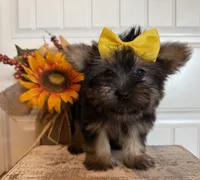 Jazzi, a female Morkie for sale in Lawton, OK – 7 of 7