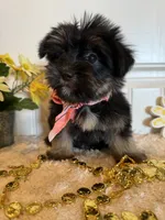Mindy, a female Morkie for sale in Lawton, OK – 6 of 7