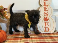 ACA Hailey, a female Cairn Terrier for sale in Lawton, OK – 2 of 8