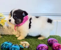 Shilo, a female Pembroke Welsh Corgi and Miniature Australian Shepherd for sale in Lawton, OK – Photo 3 of 5