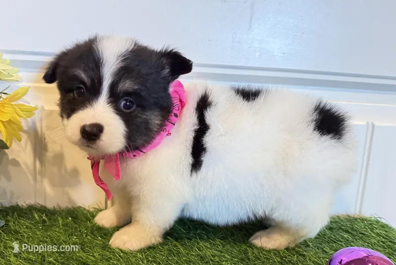 Shilo – Pembroke Welsh Corgi, Miniature Australian Shepherd puppy for sale in Lawton, OK