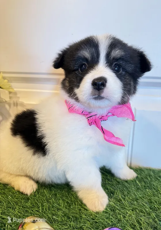 Shilo – Pembroke Welsh Corgi, Miniature Australian Shepherd puppy for sale in Lawton, OK