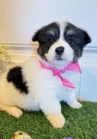 Shilo, a female Pembroke Welsh Corgi and Miniature Australian Shepherd for sale in Lawton, OK – Photo 4 of 5