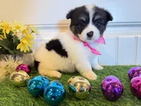 Shilo, a female Pembroke Welsh Corgi and Miniature Australian Shepherd for sale in Lawton, OK – Photo 5 of 5