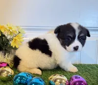 Shilo, a female Pembroke Welsh Corgi and Miniature Australian Shepherd for sale in Lawton, OK – Photo 2 of 5