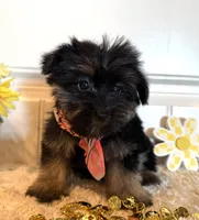 Mindy, a female Morkie for sale in Lawton, OK – 2 of 7