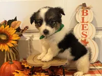 Jose, a male Pembroke Welsh Corgi and Miniature Australian Shepherd for sale in Lawton, OK – 2 of 6
