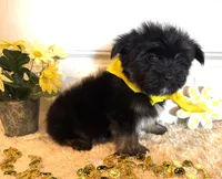 Myles, a male Morkie for sale in Lawton, OK – 4 of 6