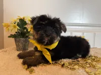 Markie, a male Morkie for sale in Lawton, OK – 7 of 9