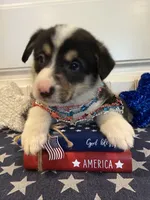 Rocky, a male Pembroke Welsh Corgi and Miniature Australian Shepherd for sale in Lawton, OK – 3 of 8