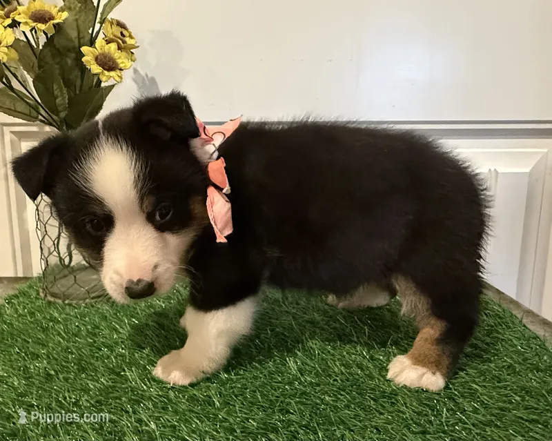 Rocker – Pembroke Welsh Corgi, Miniature Australian Shepherd puppy for sale in Lawton, OK