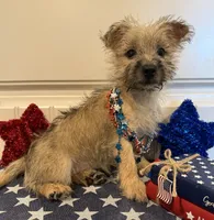 ACA Daisy, a female Cairn Terrier for sale in Lawton, OK – 2 of 6
