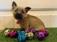 ACA Hemingway, a male Cairn Terrier for sale in Lawton, OK – Photo 6 of 6