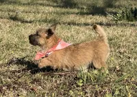ACA Hemingway, a male Cairn Terrier for sale in Lawton, OK – Photo 3 of 6