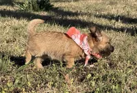 ACA Hemingway, a male Cairn Terrier for sale in Lawton, OK – Photo 2 of 6