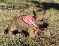 ACA Hemingway, a male Cairn Terrier for sale in Lawton, OK – Photo 4 of 6