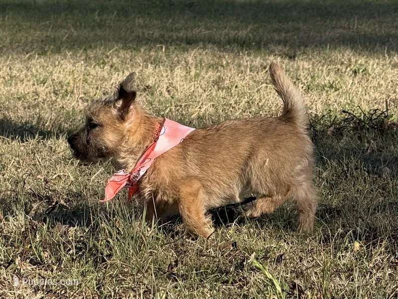 ACA Hemingway – Cairn Terrier puppy for sale in Lawton, OK