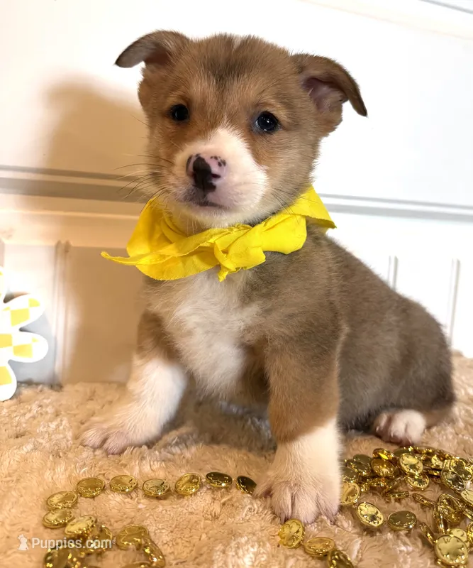 Sam – Pembroke Welsh Corgi puppy for sale in Lawton, OK