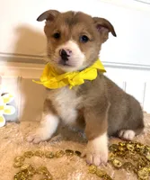 Sam, a male Pembroke Welsh Corgi for sale in Lawton, OK – 1 of 8