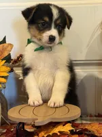 Jase, a male Pembroke Welsh Corgi and Miniature Australian Shepherd for sale in Lawton, OK – 2 of 5
