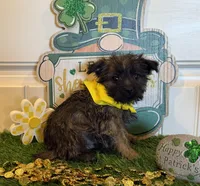 ACA Chaz, a male Cairn Terrier for sale in Lawton, OK – Photo 1 of 5