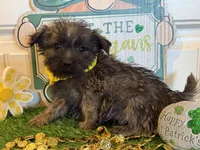 ACA Chaz, a male Cairn Terrier for sale in Lawton, OK – Photo 4 of 5