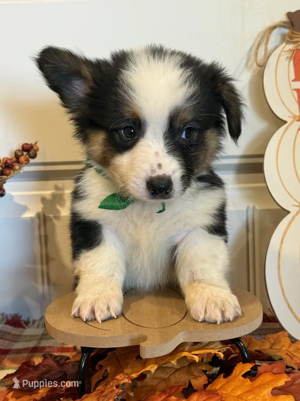 Johnnie – Pembroke Welsh Corgi, Miniature Australian Shepherd puppy for sale in Lawton, OK