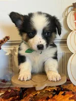 Johnnie, a male Pembroke Welsh Corgi and Miniature Australian Shepherd for sale in Lawton, OK – 1 of 6
