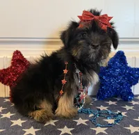 Abbie, a female Morkie for sale in Lawton, OK – 5 of 6