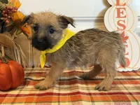 ACA Holley, a female Cairn Terrier for sale in Lawton, OK – 3 of 6