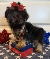 Abbie, a female Morkie for sale in Lawton, OK – 4 of 6