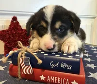 Rocky, a male Pembroke Welsh Corgi and Miniature Australian Shepherd for sale in Lawton, OK – 2 of 8