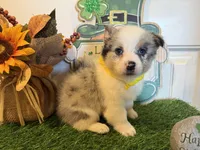 Lincoln, a male Pembroke Welsh Corgi and Miniature Australian Shepherd for sale in Lawton, OK – Photo 7 of 8