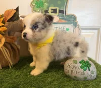Lincoln, a male Pembroke Welsh Corgi and Miniature Australian Shepherd for sale in Lawton, OK – Photo 3 of 8