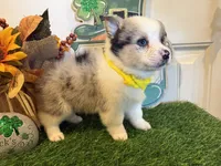 Lincoln, a male Pembroke Welsh Corgi and Miniature Australian Shepherd for sale in Lawton, OK – Photo 1 of 8