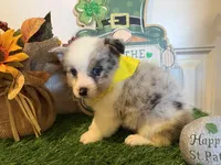 Lincoln, a male Pembroke Welsh Corgi and Miniature Australian Shepherd for sale in Lawton, OK – Photo 6 of 8