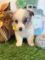 Lincoln, a male Pembroke Welsh Corgi and Miniature Australian Shepherd for sale in Lawton, OK – Photo 5 of 8