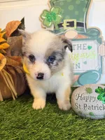 Lincoln, a male Pembroke Welsh Corgi and Miniature Australian Shepherd for sale in Lawton, OK – Photo 4 of 8