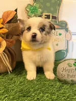 Lincoln, a male Pembroke Welsh Corgi and Miniature Australian Shepherd for sale in Lawton, OK – Photo 2 of 8