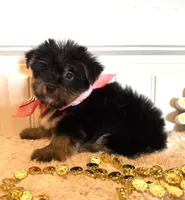 Misty, a female Morkie for sale in Lawton, OK – 1 of 7
