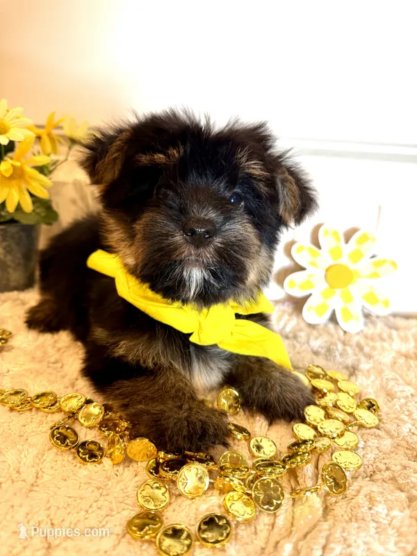 Markie – Morkie puppy for sale in Lawton, OK