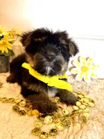 Markie, a male Morkie for sale in Lawton, OK – 1 of 9