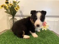 Rocker, a male Pembroke Welsh Corgi and Miniature Australian Shepherd for sale in Lawton, OK – 5 of 6