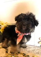 Mindy, a female Morkie for sale in Lawton, OK – 3 of 7