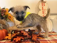 ACA Holley, a female Cairn Terrier for sale in Lawton, OK – 5 of 6