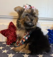 Abigail, a female Morkie for sale in Lawton, OK – 6 of 7