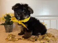 Markie, a male Morkie for sale in Lawton, OK – 5 of 9