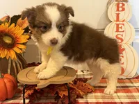 Jazzi, a female Pembroke Welsh Corgi and Miniature Australian Shepherd for sale in Lawton, OK – 4 of 5