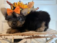 Jaxon, a male Morkie for sale in Lawton, OK – 7 of 7
