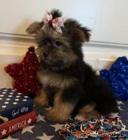 Abigail, a female Morkie for sale in Lawton, OK – 2 of 7